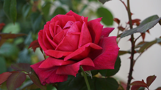 red rose plant thumbnail