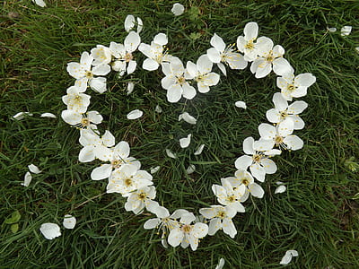 heart-shaped white petaled flowers thumbnail