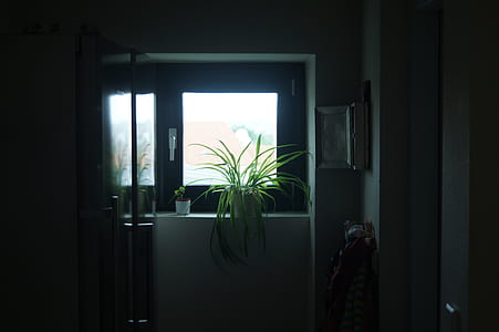 green potted plant inside room thumbnail