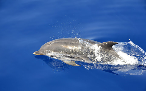 dolphin swim thumbnail