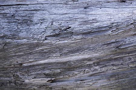 wood, nature, tree, texture thumbnail