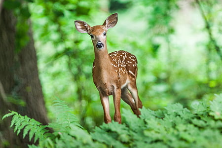 brown deer near green leaf plants in selective-focus photography thumbnail
