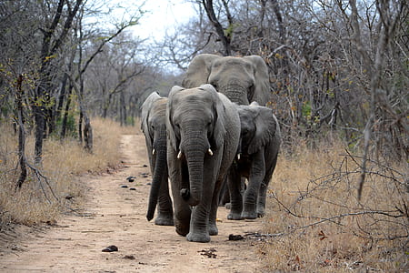 group of elephants walking on road thumbnail