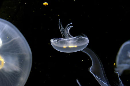 jelly fish photography thumbnail