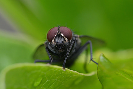macro photography of housefly thumbnail
