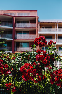 Roses of Bulgaria thumbnail