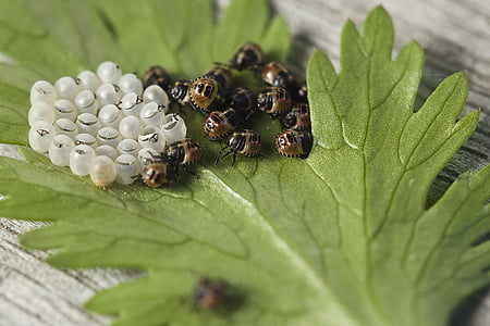 swarm of brown larvae on green leaf thumbnail