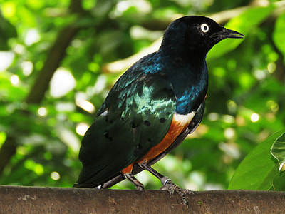 Shining Bird, Colorful thumbnail