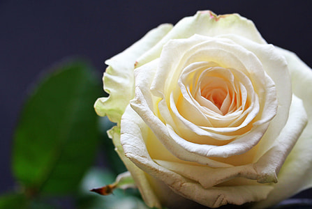 shallow focus photography of white rose thumbnail