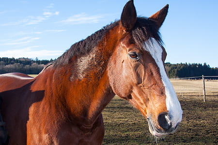 close-up photo of white and brown horse thumbnail