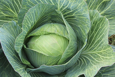 close-up photo of green cabbage thumbnail