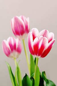 three pink-and-white tulip flowers thumbnail