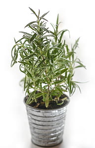 potted linear green leafed plant thumbnail