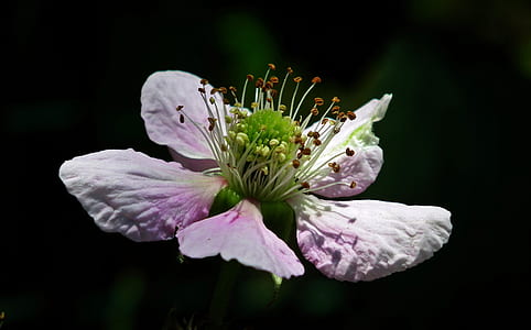closeup photography of white and purple petaled flower thumbnail