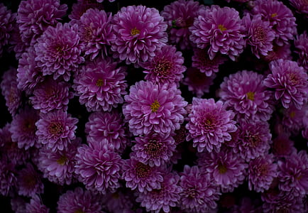 shallow focus photography of pink flowers thumbnail