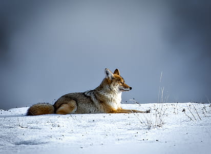 fox sitting on snows thumbnail