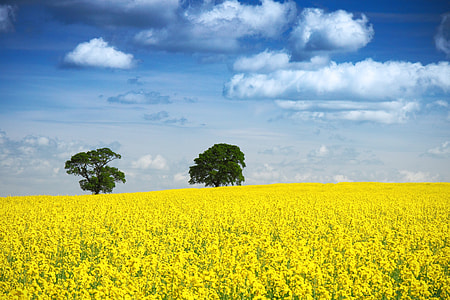 yellow flower field during daytime thumbnail