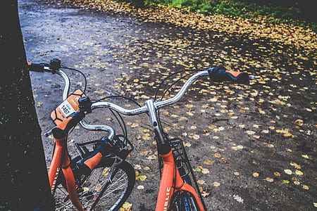 orange bicycles near yellow dried leaves thumbnail