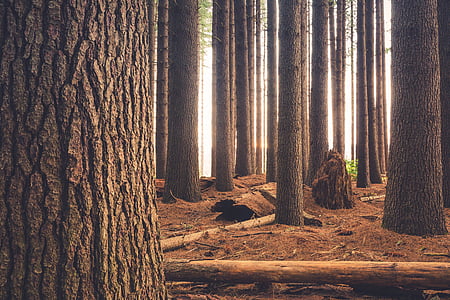 brown wood trunk forest thumbnail