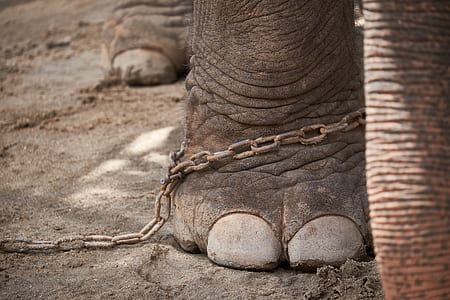 elephant foot with chain thumbnail