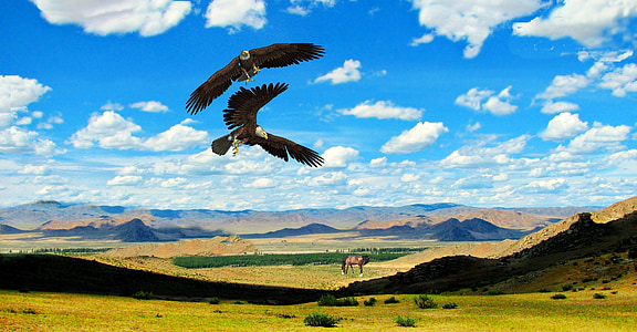 two brown eagles thumbnail