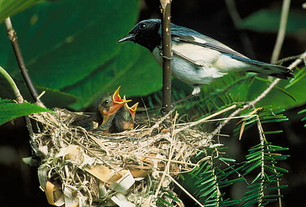 black and white bird stand beside nest thumbnail