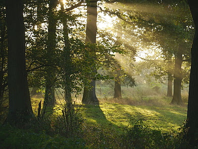 sunlight passing through trees thumbnail