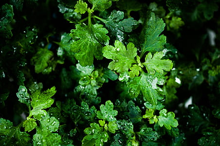 macro photography of green leafed plant thumbnail