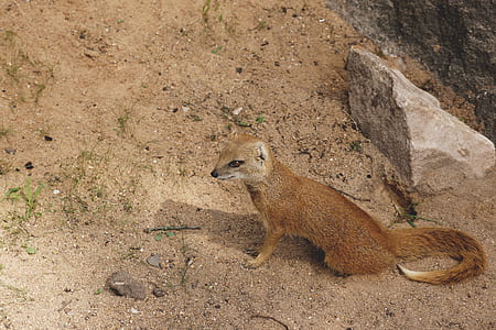 sand, animal, park, ground thumbnail