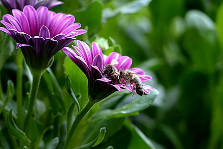 selective focus photography of bees on purple flowers thumbnail