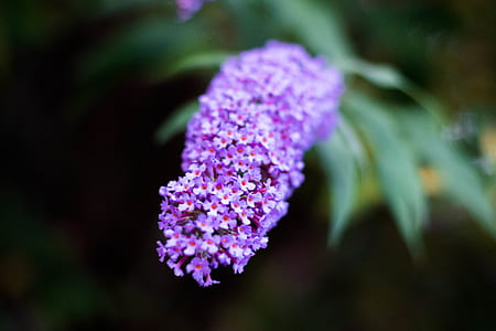 nature, flowers, plant, blur thumbnail