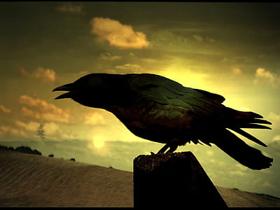 black crow on platform thumbnail