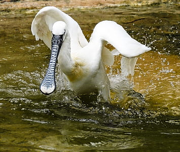 white bird thumbnail