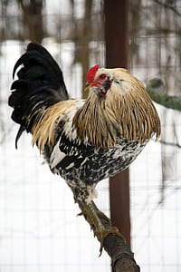 selective focus photo of yellow, white, and black rooster perching on black twig thumbnail