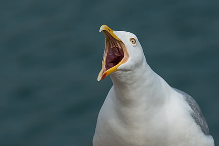 focus photo of ring-billed gull thumbnail