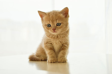 orange short-fur kitten thumbnail