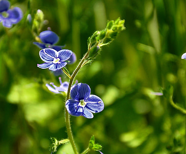 selective focus photograph of blue petaled flowers thumbnail