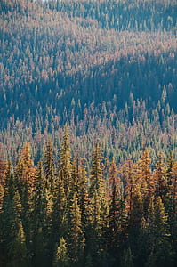 landscape photography of brown trees covered mountain thumbnail
