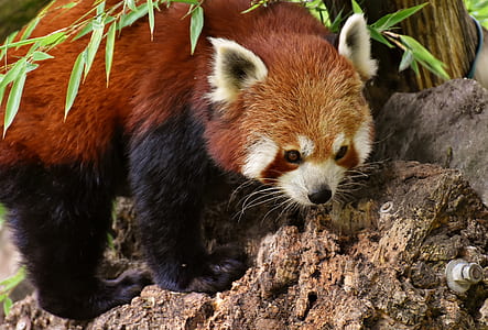 red panda standing beside green plant during daytime thumbnail