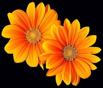 two yellow flowers thumbnail