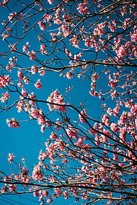 tree, flower, sky, blue thumbnail