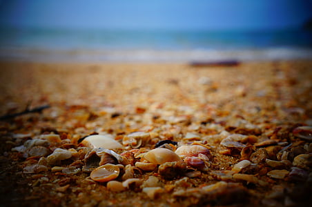 seashells on shore thumbnail