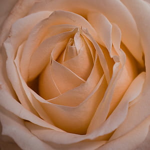 close view of white rose thumbnail