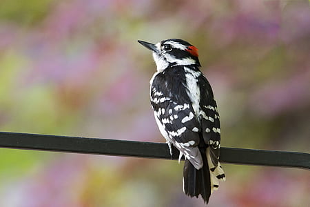 bird, black and white, woodpecker, branch thumbnail