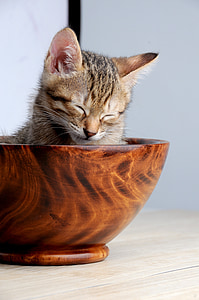 brown Tabby kitten inside brown wooden bowl thumbnail