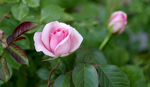 selective focus photography of pink rose thumbnail