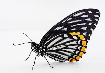 close up photo of paper kite butterfly thumbnail