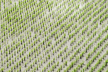 rice field thumbnail