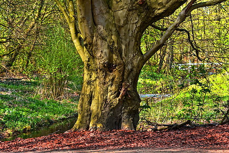 tree between grass fields thumbnail