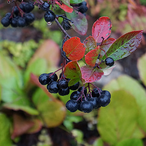 selective focus photography of berries thumbnail